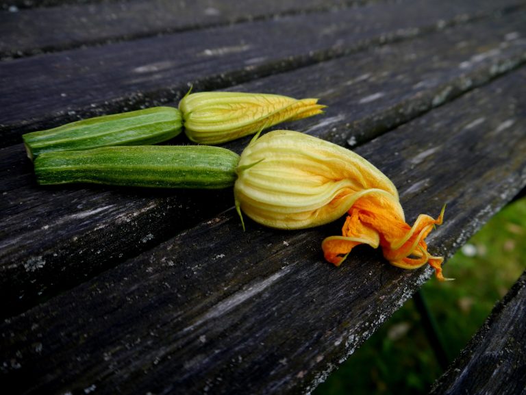 zucchini-395083_1920