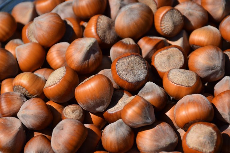 hazelnuts-3783066_1920