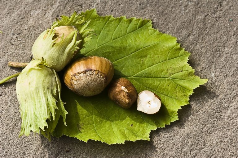 nut-440896_1920