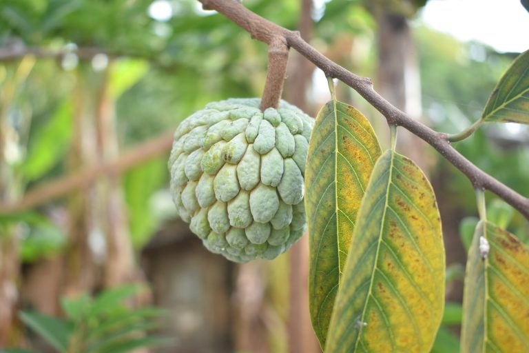 sugar-apple-2746066_1920